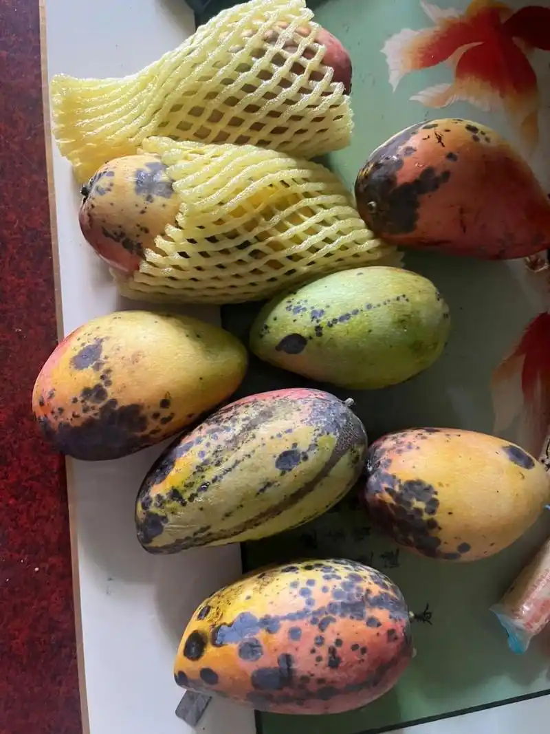 求求～不要在他家买芒果03了,全坏了,拿回来是青的,放熟就坏了,有的