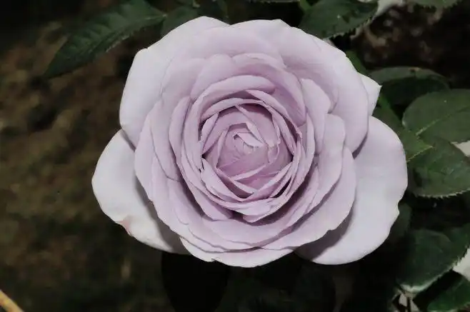 玫瑰品种:蓝宝石 | flickr – 相片分享!