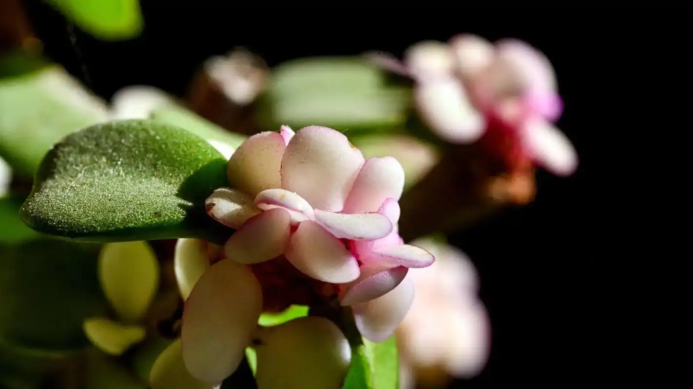 树马齿苋.#祝刷到的朋友开心快乐每一天 #每种绽放都有力量  - 抖音