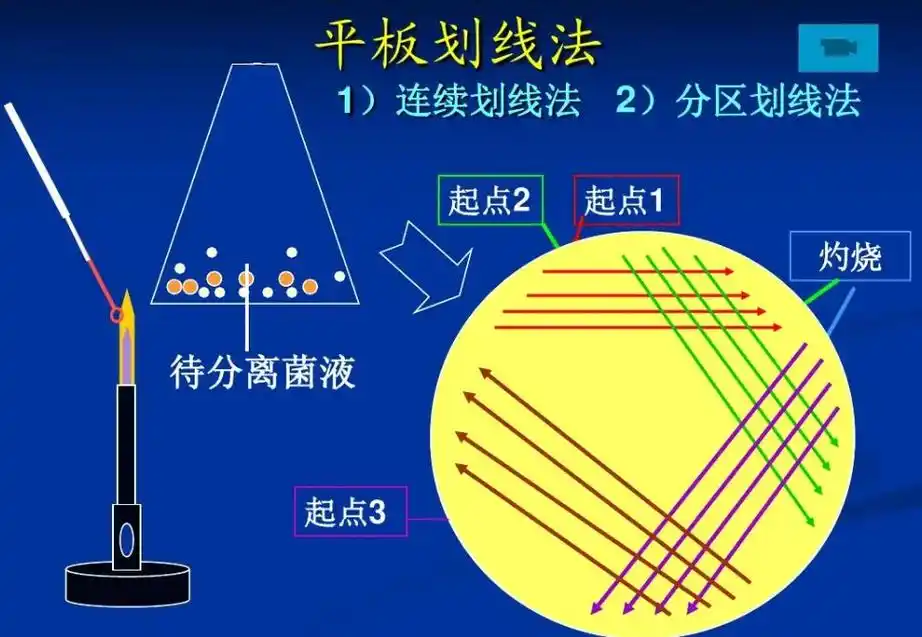 平板划线操作流程-微生物化验员证报名培训.平板划线操作流程- - 抖音