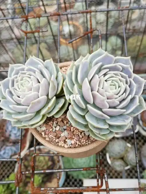 最近超爱的一颗肉肉#多肉控  #我的多肉植物  #多肉植物