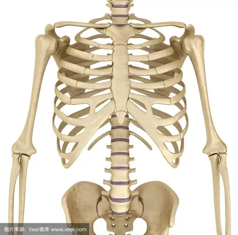人体骨骼:胸部.前视图.医用精准3d插图