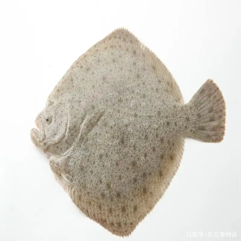 多宝鱼有刺吗?哪些鱼没有鱼刺?