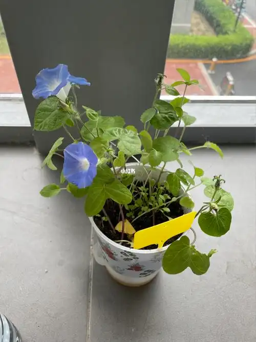 办公室盆栽牵牛花