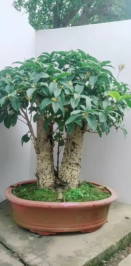 矮霸老桩桂花  四季开花