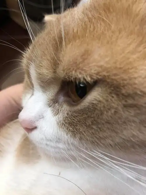 【讨论】猫的眼睛这样是泪痕吗?