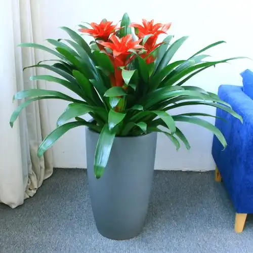 鸿运当头盆栽室内大型开花观花植物办公室绿植凤梨大型绿植