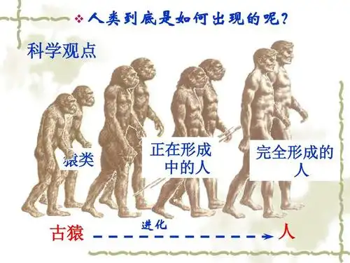 实用   人类到底是如何出现的呢?