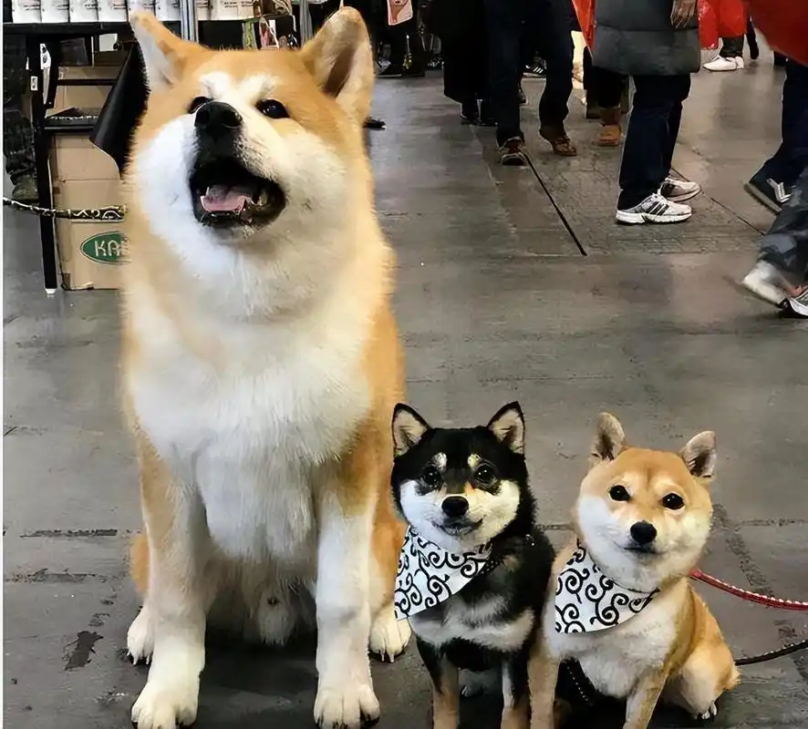 柴犬和秋田都来自日本,是日本的土狗,长得很可爱,但是很多人从柴犬和