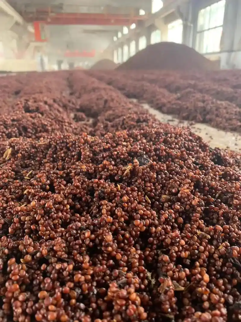 酱香型白酒生产所用高粱为糯性高粱,当地俗称"红缨子高粱".这