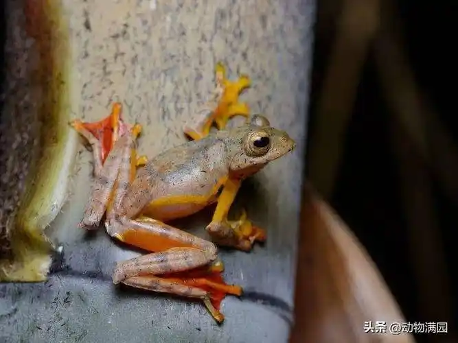 物种百科:红蹼树蛙_地区_后肢_生活