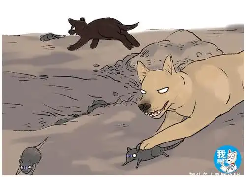 田里晚上总传出怪声村民商量将土翻开狗拿耗子不再是多管闲事