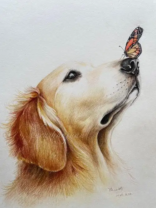 彩铅动物——金毛|纯艺术|绘画|阿布art - 原创作品 - 站酷 (zcool)