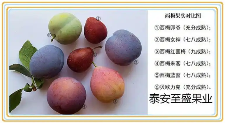 什么地方零售卯爷西梅苗,1米高卯爷西梅苗