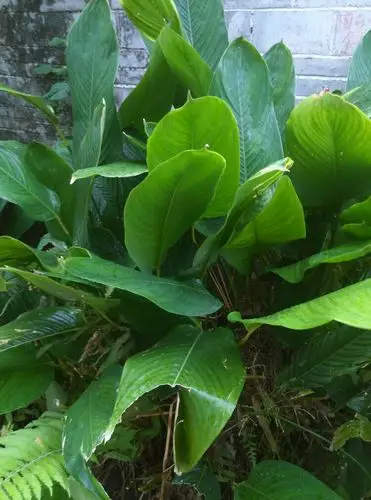 柊叶,【功能主治】清热解毒;凉血止血.