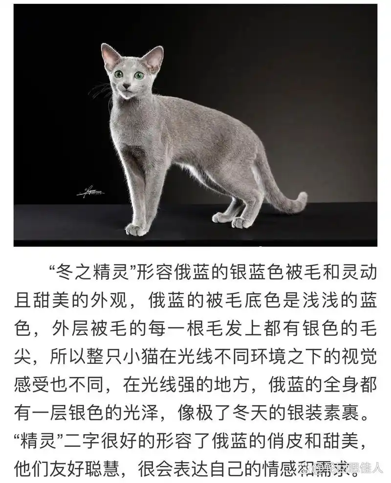 俄罗斯蓝猫品种介绍|最齐全 "猫中贵族""冬之精灵""微笑天使"这三个