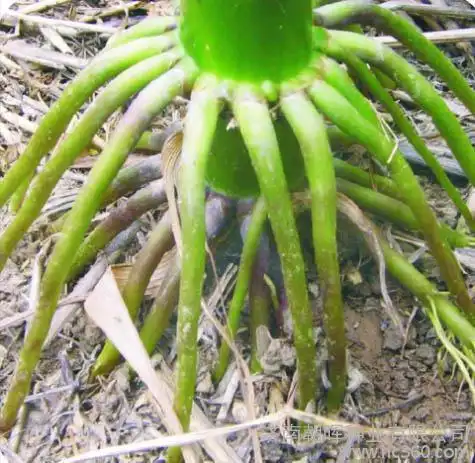 高产玉米品种——京单28