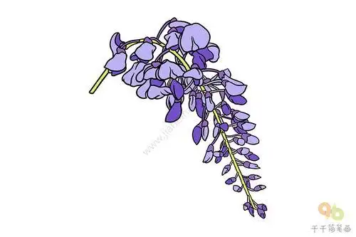 紫藤花简笔画 怎样画紫藤花