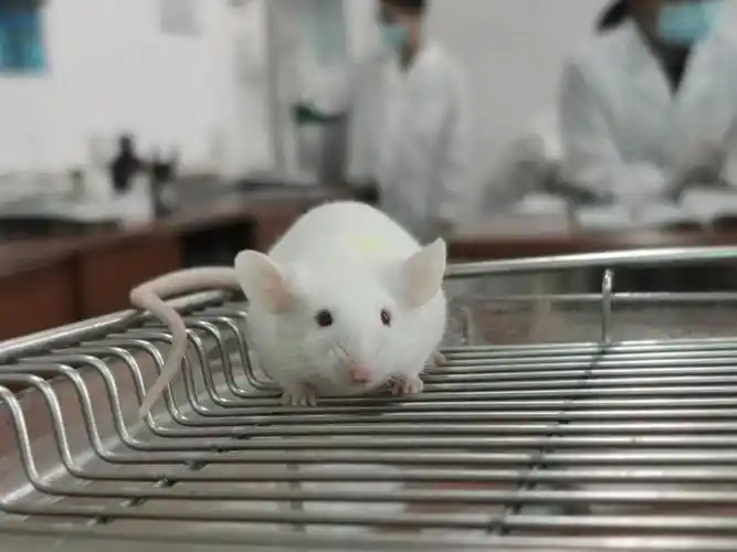 实验的小白鼠可爱