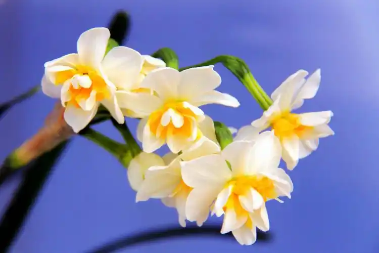 水仙花,我梦里的一朵小花