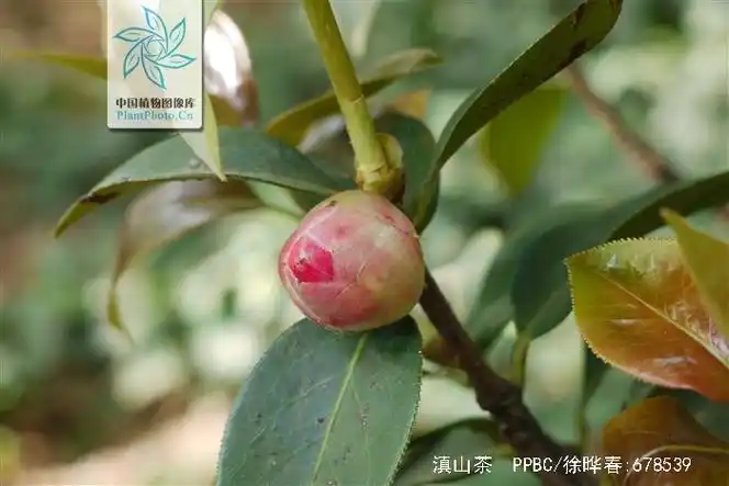 p>滇山茶(学名: i>camellia reticulata   /i>lindl.