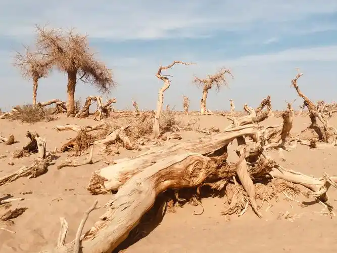 干枯的死树,东倒西歪,神态各异