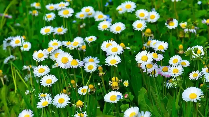 小雏菊 by-自然美