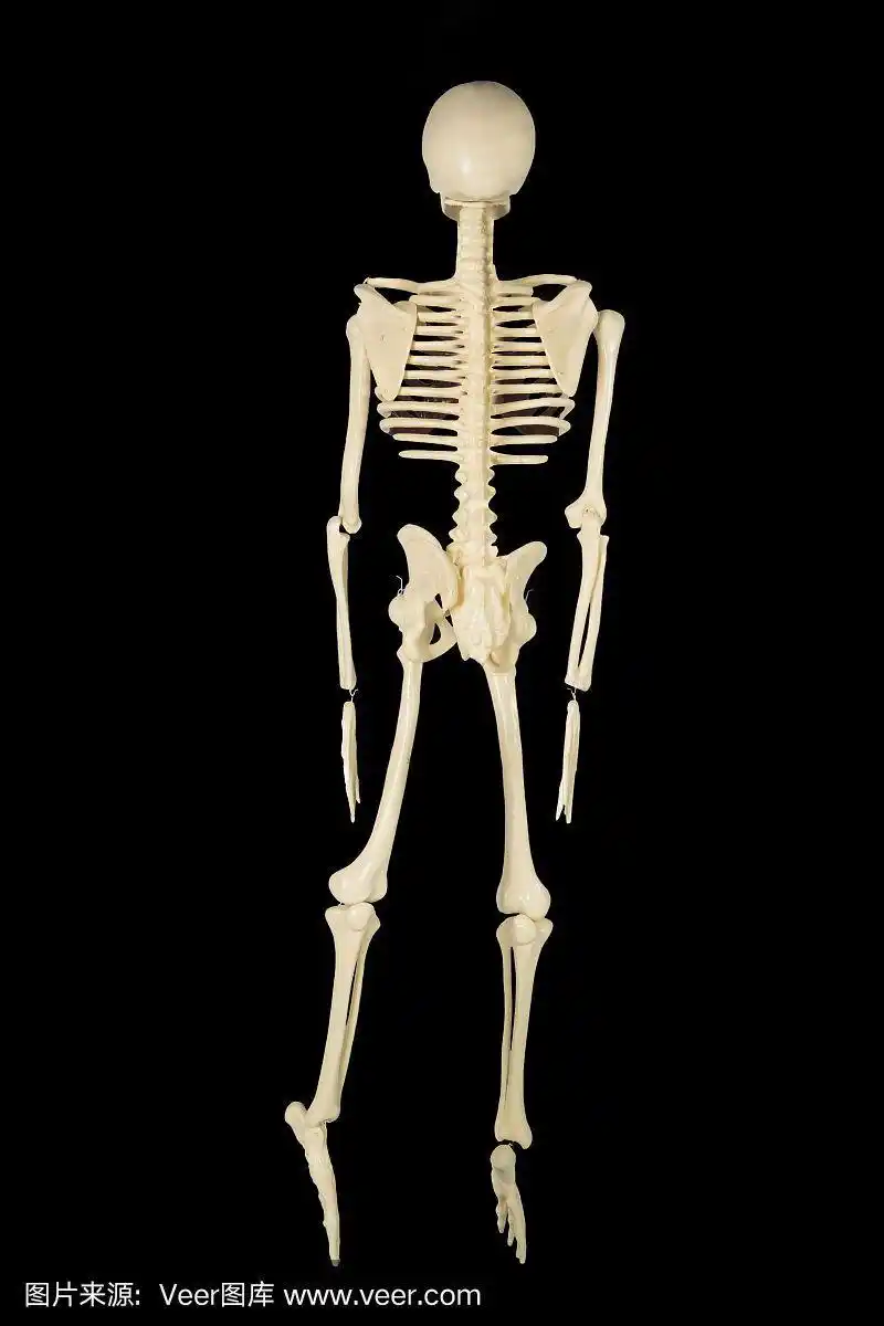 人体骨骼结构的后视图