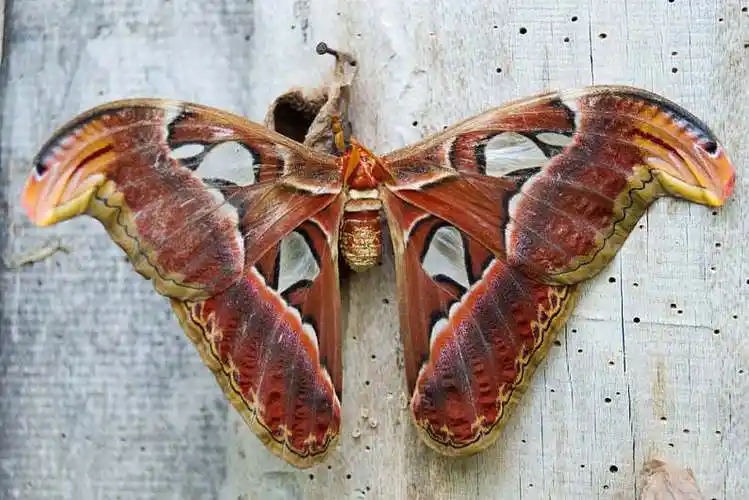 巨大,蛾子,休息,木梁