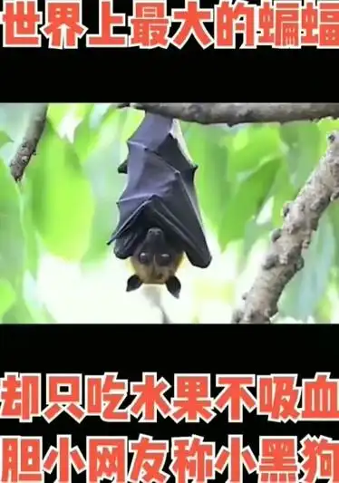 吃蝙蝠的那个人你出来解释一下捂脸这玩意你怎么下去的嘴