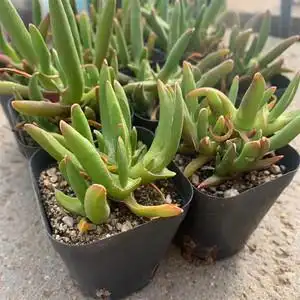 多肉植物枝干番杏新妖盆栽母本开花群生多头趣味宠物小盆栽花卉