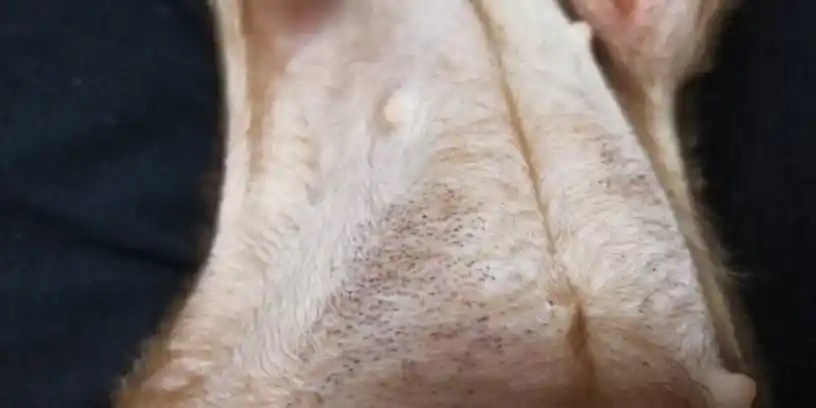 狗狗身上张这种黑点点是怎么回事儿