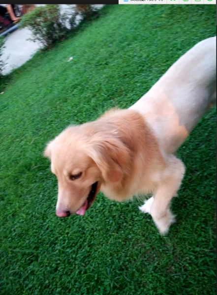 求教各位,金毛可以剃毛吗