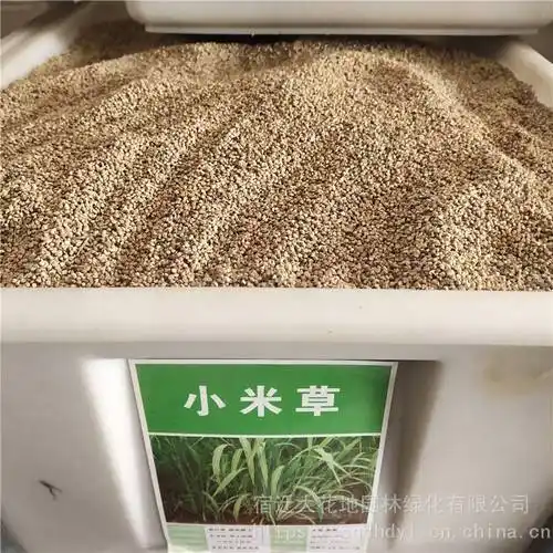 新牧草种子小米草种子发芽率高价格便宜批发价