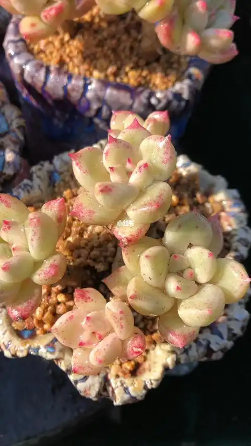 璀璨老桩_多肉植物_多肉_家居家装_家居装饰