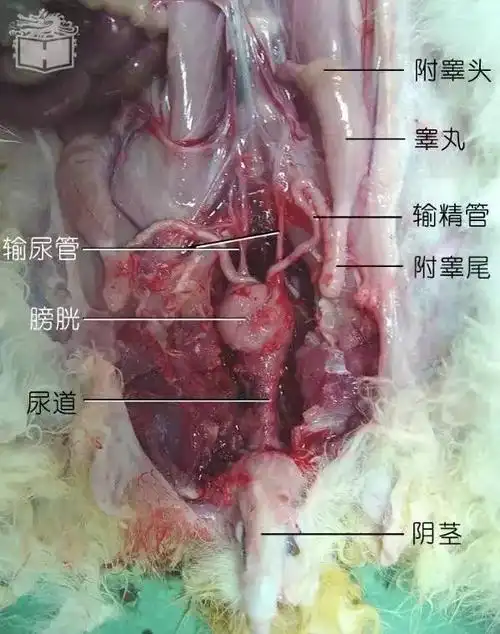 给大家分享一些兔子解剖图片胆小勿入