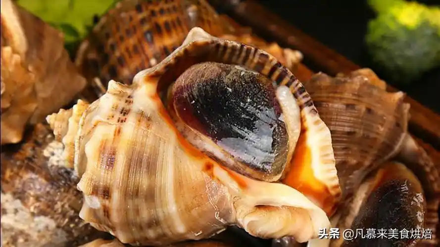 大海螺的正确吃法大海螺应该怎么吃