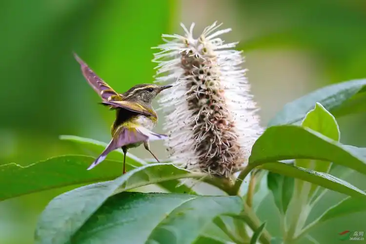 《米团花开柳莺欢》 - 鸟网文化 鸟网