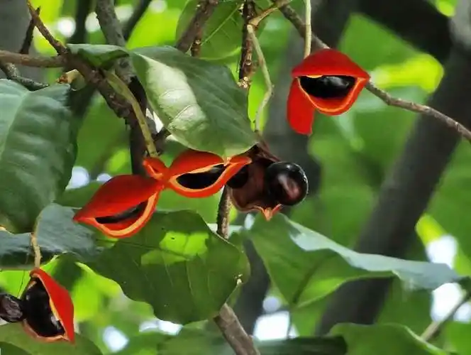 科 /a> a target="_blank" href="/item/苹婆属">苹婆属 /a>的植物,是