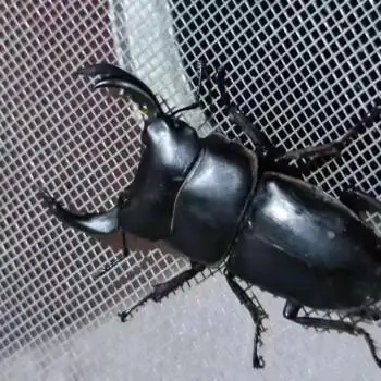 大锹成虫中扁甲虫活体锹甲独角仙花金龟斗虫 30-39一对公母