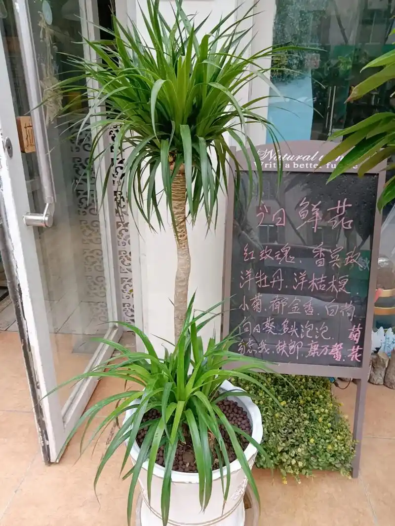 龙须树,又叫龙须铁,龙血树,是深受人们喜爱的一种室内观叶植物 - 抖音