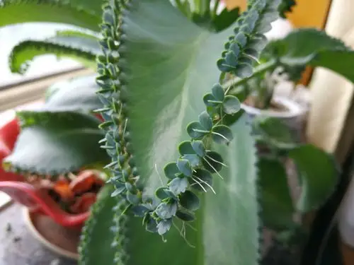 我的落地生根长大了!