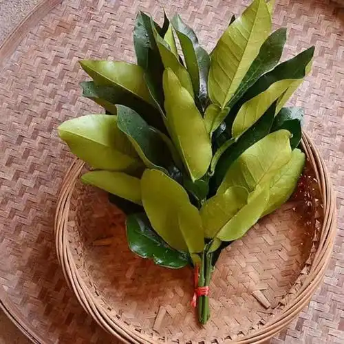 新鲜柚子叶现摘去晦气转运祈福沐浴柚叶60年老树柚叶香味洗澡沐浴