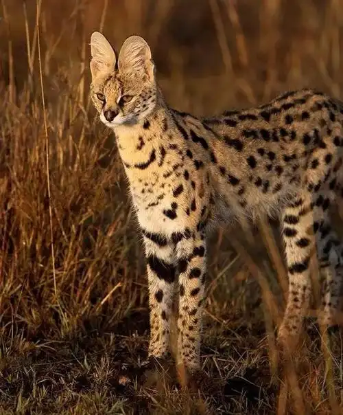 英国女王都为之折服,优雅酷帅的黑夜之子——薮猫