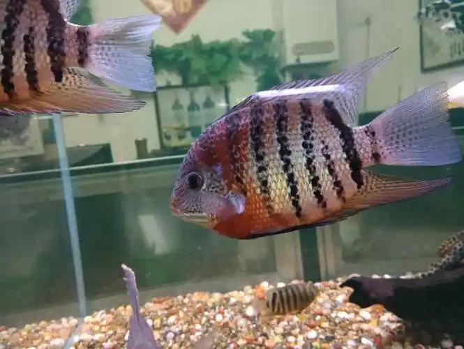 我的帝王红虎斑菠萝(卡瑞尔菠萝) - 其他观赏鱼 - cta南美水族