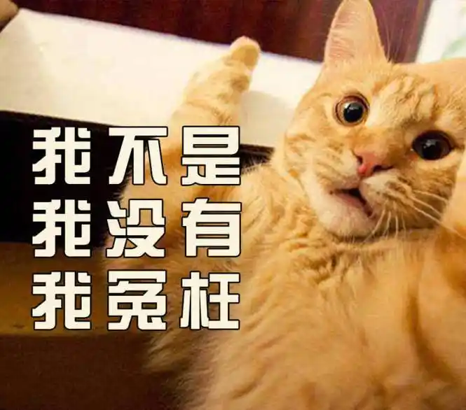 萌宠gif猫星人gif我不是gif我没有gif我冤枉gif呆萌gif可爱gif