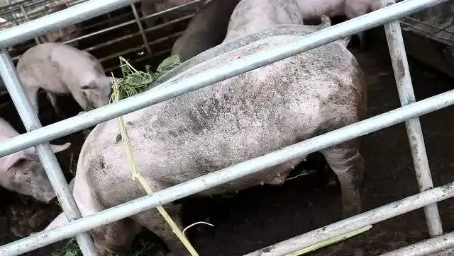 籽粒苋草猪喂养方式