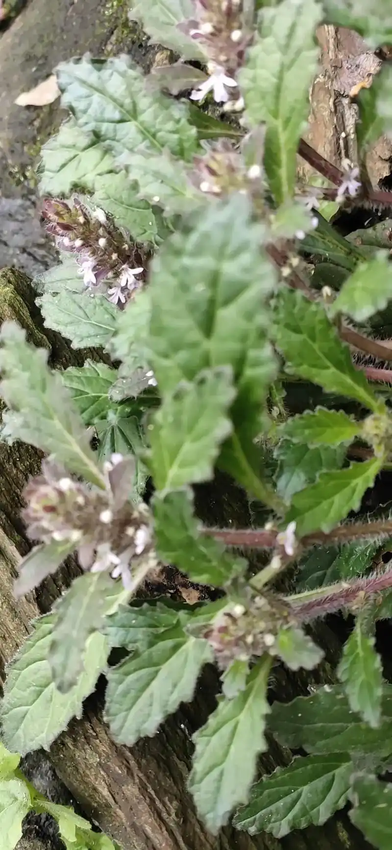 这株小草有大作为它叫白毛夏枯草本地叫它地毛虫