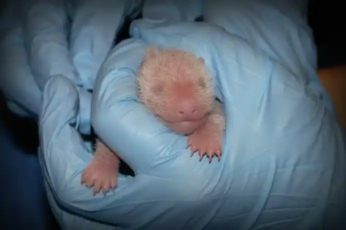 刚出生的熊猫"宝宝"