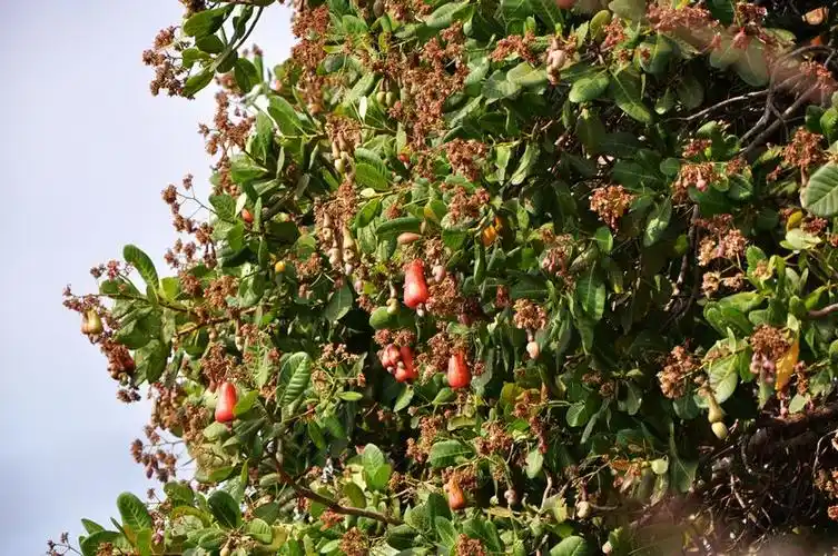 p>腰果, i>anacardium occidentalie /i> linn,是 a href="#">双子叶